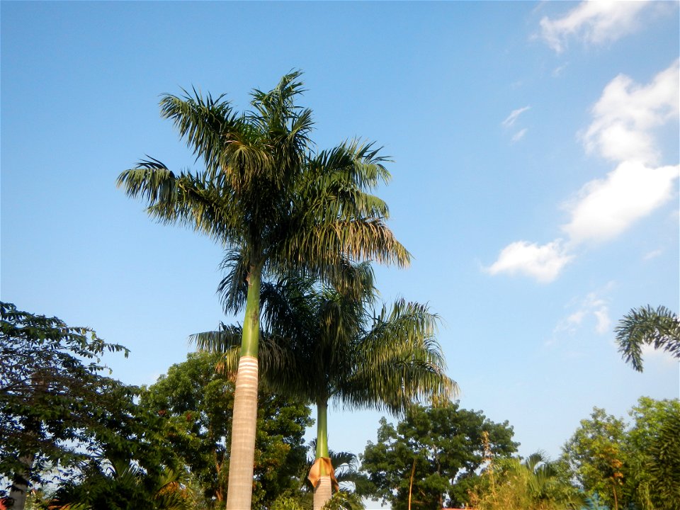 Roystonea regia Roystonea regia Gardens of City of San Fernando Saint Paul Novitiate 15°5'15"N 120°37'57"E Barangay San Isidro and Sindalan City of San Fernando, Pampanga accessed from and along MacAr