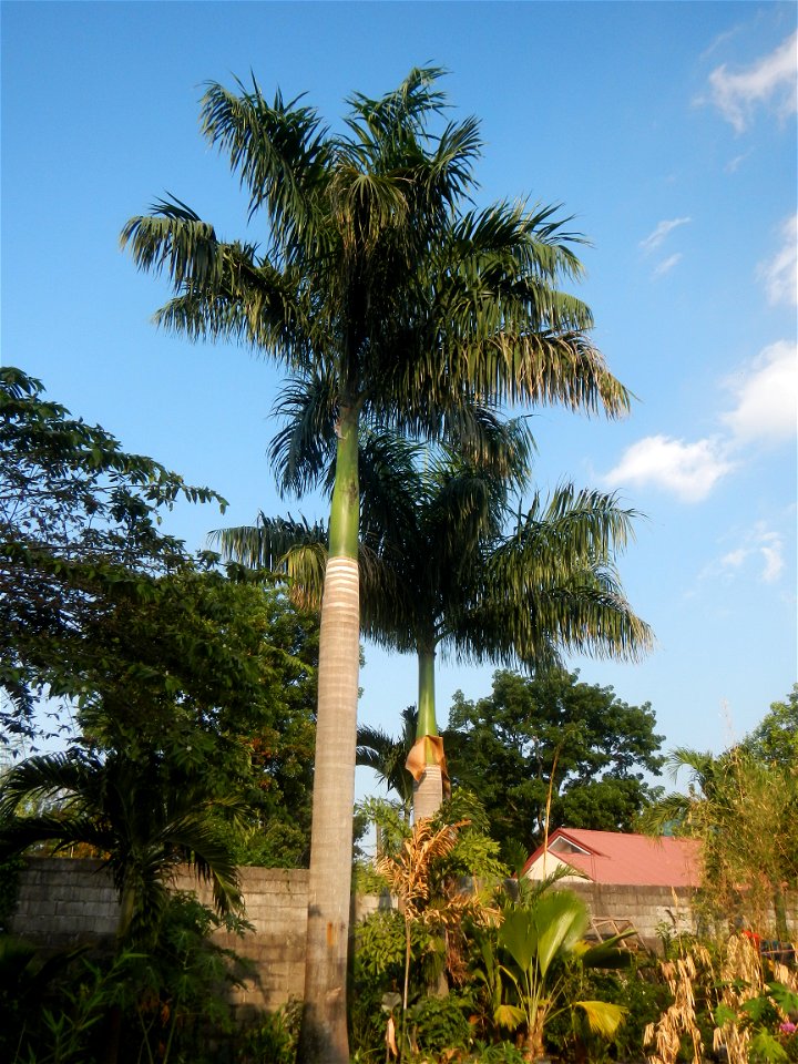 Roystonea regia Roystonea regia Gardens of City of San Fernando Saint Paul Novitiate 15°5'15"N 120°37'57"E Barangay San Isidro and Sindalan City of San Fernando, Pampanga accessed from and along MacAr