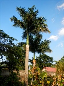 Roystonea regia Roystonea regia Gardens of City of San Fernando Saint Paul Novitiate 15°5'15"N 120°37'57"E Barangay San Isidro and Sindalan City of San Fernando, Pampanga accessed from and along MacAr photo