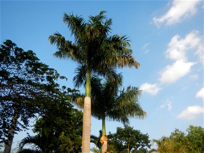 Roystonea regia Roystonea regia Gardens of City of San Fernando Saint Paul Novitiate 15°5'15"N 120°37'57"E Barangay San Isidro and Sindalan City of San Fernando, Pampanga accessed from and along MacAr photo