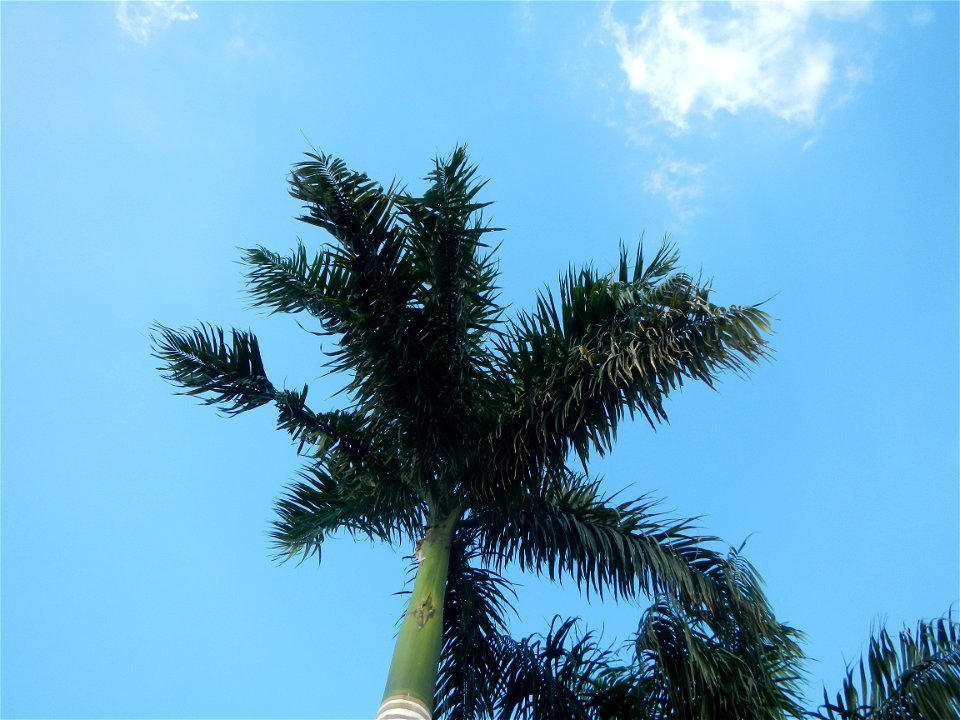 Roystonea regia Roystonea regia Gardens of City of San Fernando Saint Paul Novitiate 15°5'15"N 120°37'57"E Barangay San Isidro and Sindalan City of San Fernando, Pampanga accessed from and along MacAr