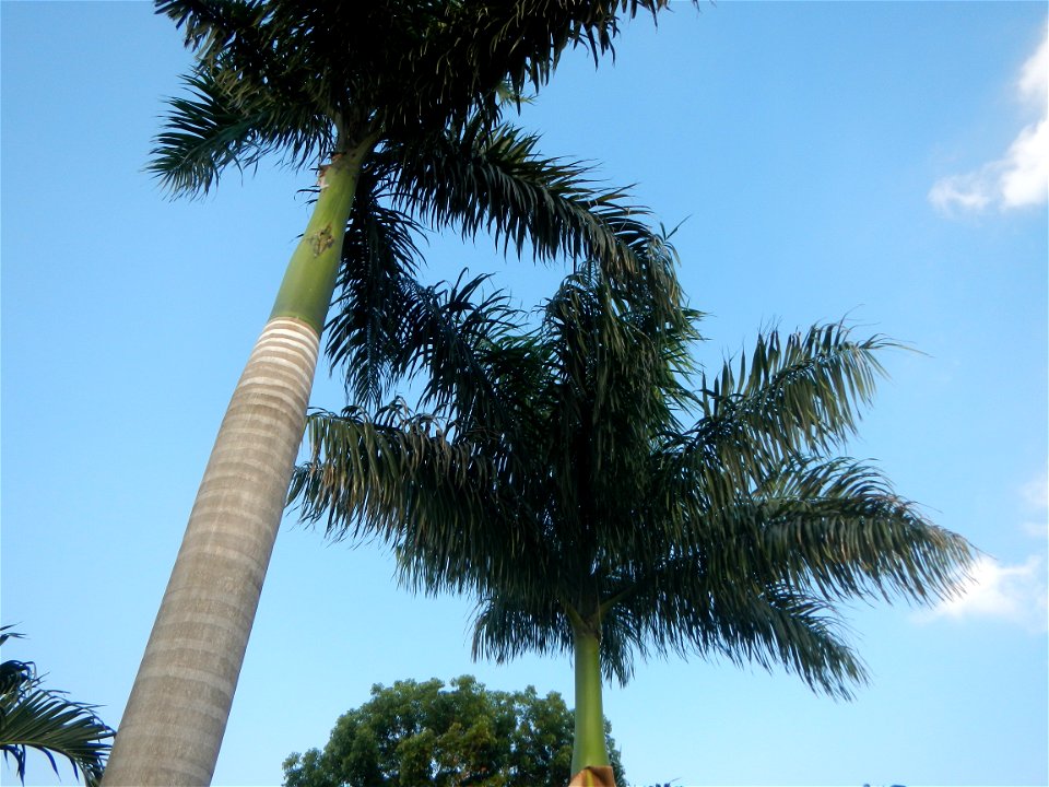 Roystonea regia Roystonea regia Gardens of City of San Fernando Saint Paul Novitiate 15°5'15"N 120°37'57"E Barangay San Isidro and Sindalan City of San Fernando, Pampanga accessed from and along MacAr