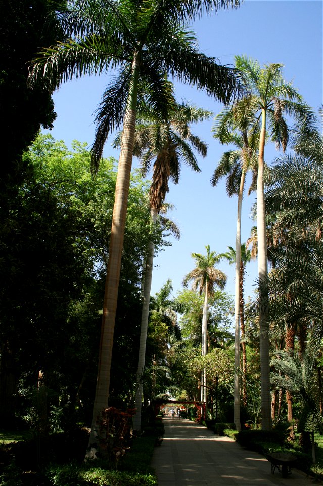 Palms - Roystonea regia.
Aswan Botanical Garden - on Kitchener's Island in the Nile, Aswan - Egypt.