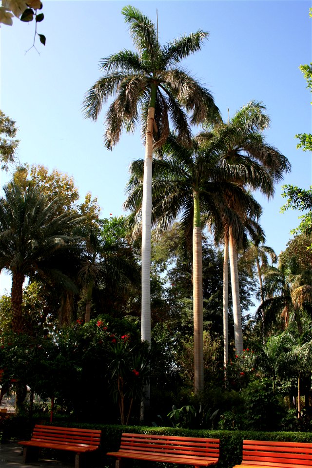 Palms - Roystonea regia.
Aswan Botanical Garden - on Kitchener's Island in the Nile, Aswan - Egypt.
