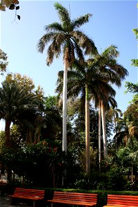 Palms - Roystonea regia. Aswan Botanical Garden - on Kitchener's Island in the Nile, Aswan - Egypt. photo