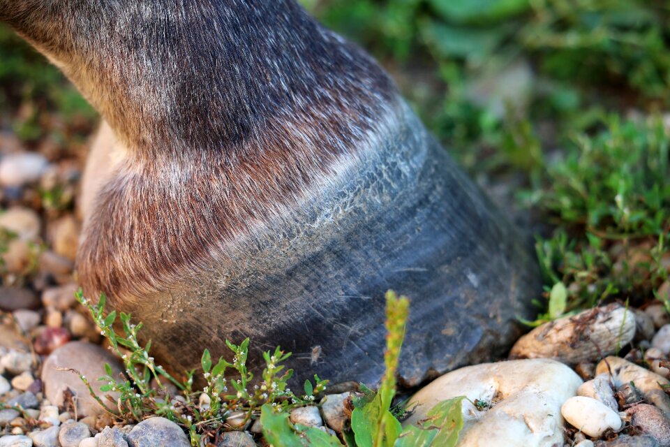 Animal ground nature outdoor