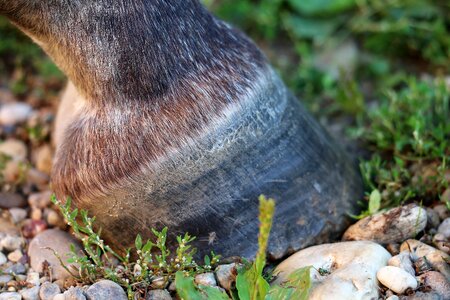 Animal ground nature outdoor