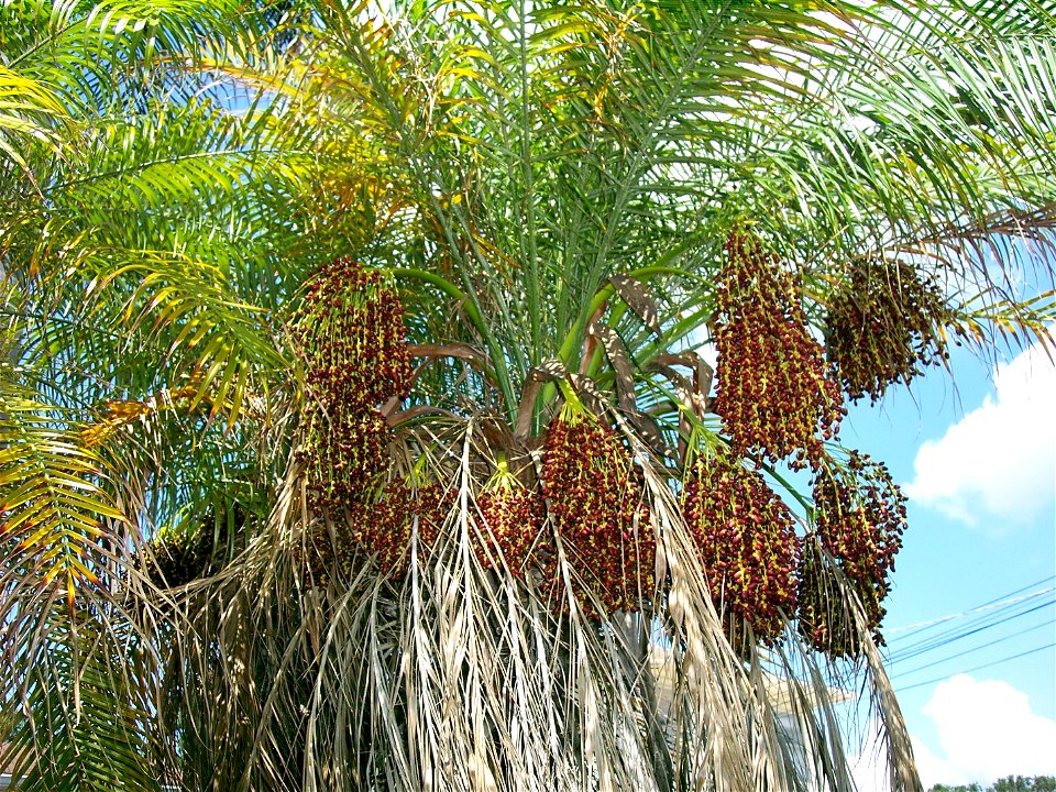 Phoenix roebelenii