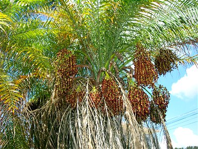 Phoenix roebelenii
