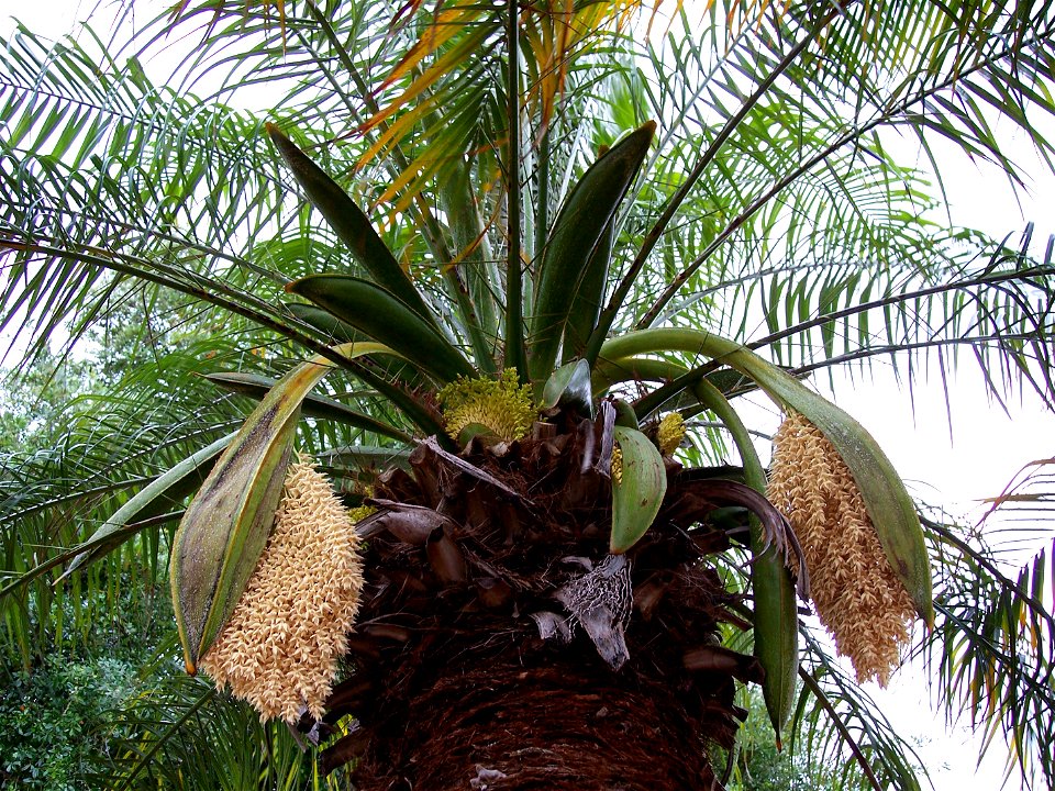 Phoenix roebelenii