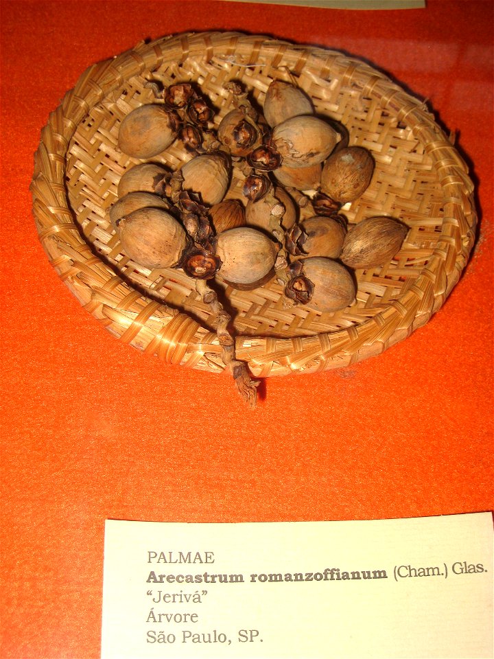Syagrus romanzoffiana (syn. Arecastrum romanzoffianum) specimen in the Museu Botânico Dr. João Barbosa Rodrigues, Jardim Botânico de São Paulo, São Paulo City, SP, Brazil.