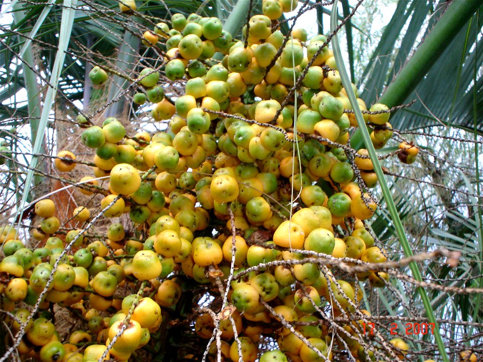 Coquinho Syagrus romanzoffiana'