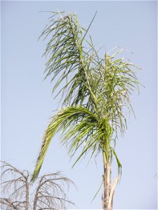 Probably Syagrus romanzoffiana ("pindó"). Trenque Lauquen, Buenos Aires province, Argentina.