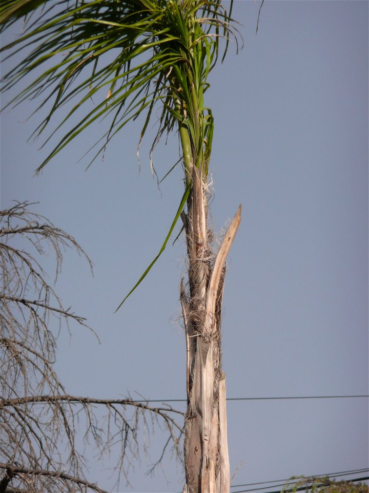 Probably Syagrus romanzoffiana ("pindó"). Trenque Lauquen, Buenos Aires province, Argentina.