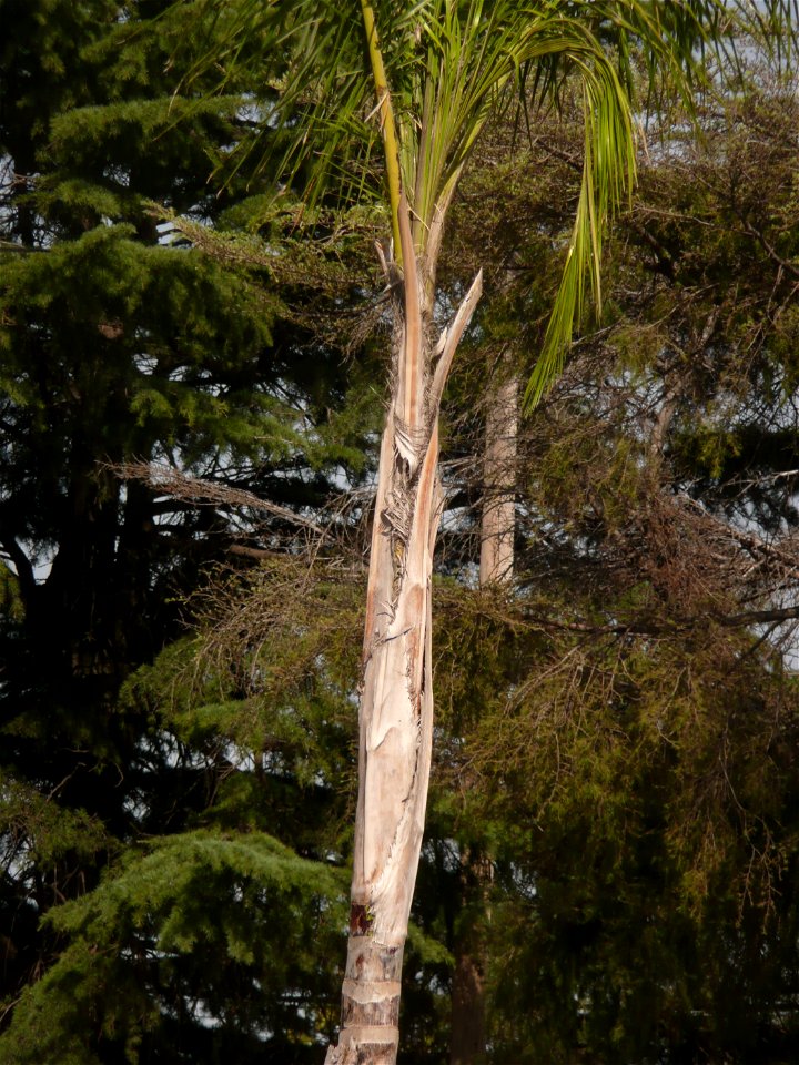 Probably Syagrus romanzoffiana ("pindó"). Trenque Lauquen, Buenos Aires province, Argentina.