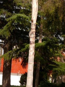 Probably Syagrus romanzoffiana ("pindó"). Trenque Lauquen, Buenos Aires province, Argentina.