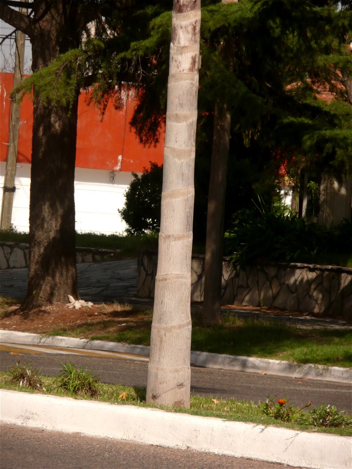 Probably Syagrus romanzoffiana ("pindó"). Trenque Lauquen, Buenos Aires province, Argentina.