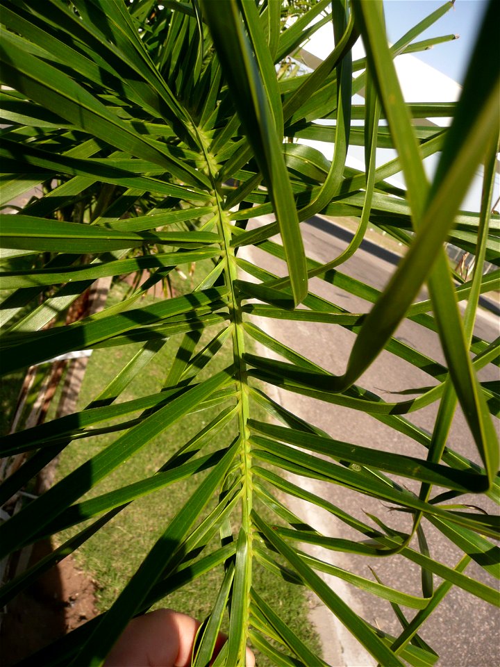 Probably Syagrus romanzoffiana ("pindó"). Trenque Lauquen, Buenos Aires province, Argentina.