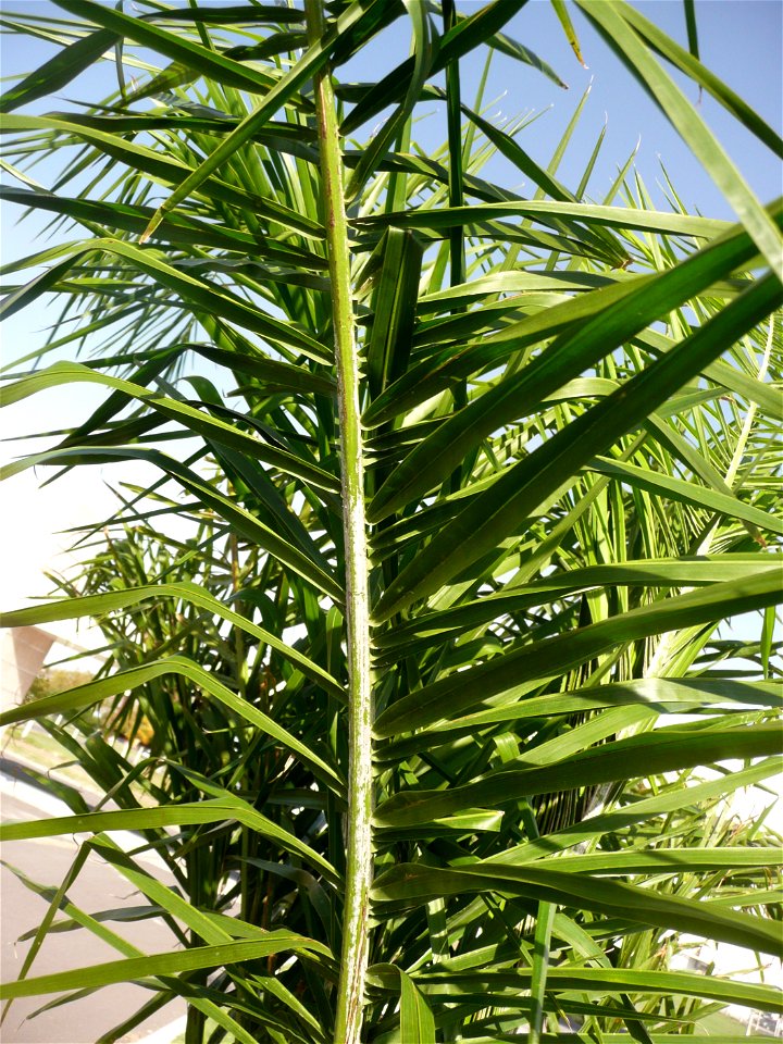 Probably Syagrus romanzoffiana ("pindó"). Trenque Lauquen, Buenos Aires province, Argentina.
