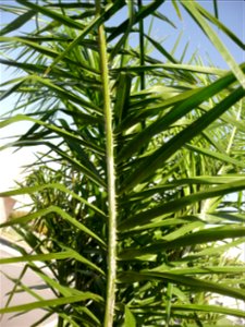 Probably Syagrus romanzoffiana ("pindó"). Trenque Lauquen, Buenos Aires province, Argentina.