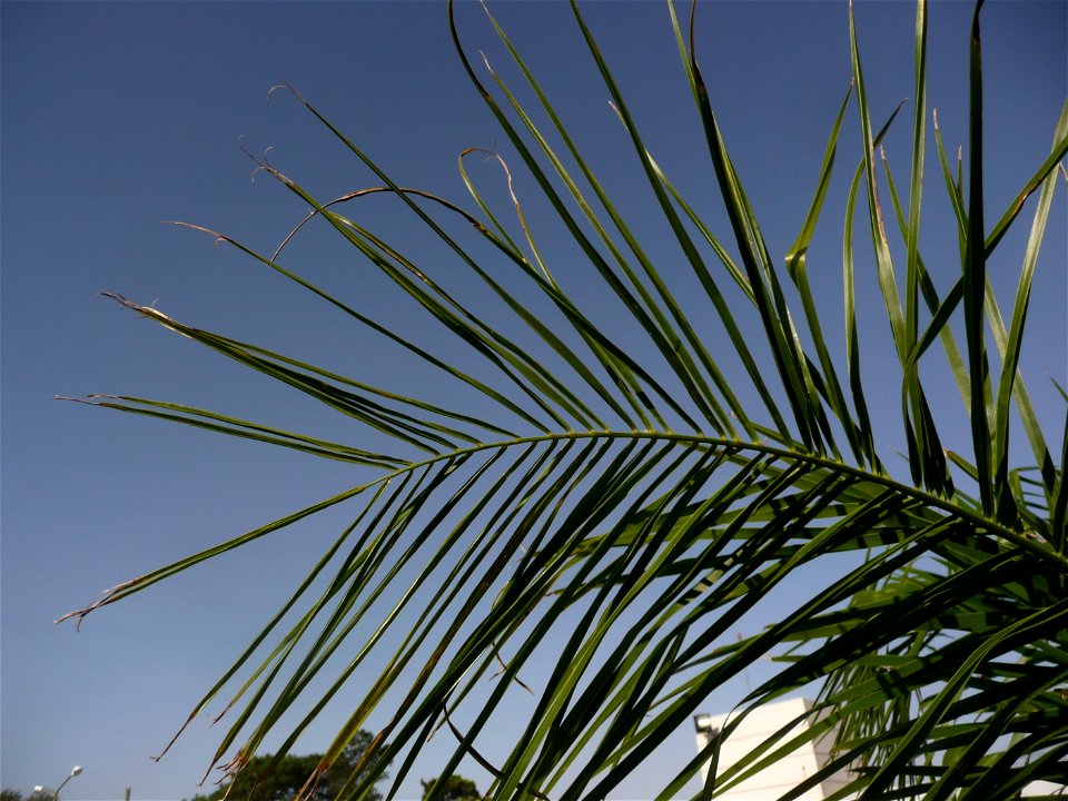 Probably Syagrus romanzoffiana ("pindó"). Trenque Lauquen, Buenos Aires province, Argentina.