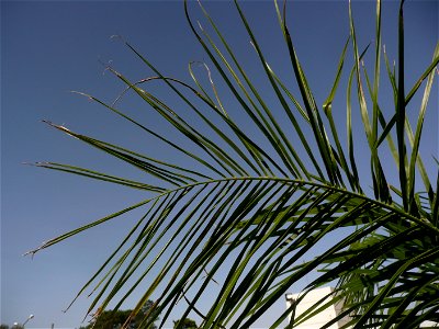 Probably Syagrus romanzoffiana ("pindó"). Trenque Lauquen, Buenos Aires province, Argentina.