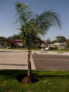Probably Syagrus romanzoffiana ("pindó"). Trenque Lauquen, Buenos Aires province, Argentina.