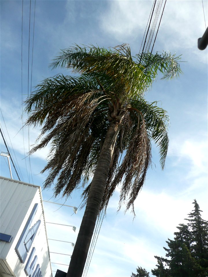 Trenque Lauquen, Buenos Aires province, Argentina.