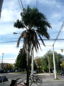 Trenque Lauquen, Buenos Aires province, Argentina.