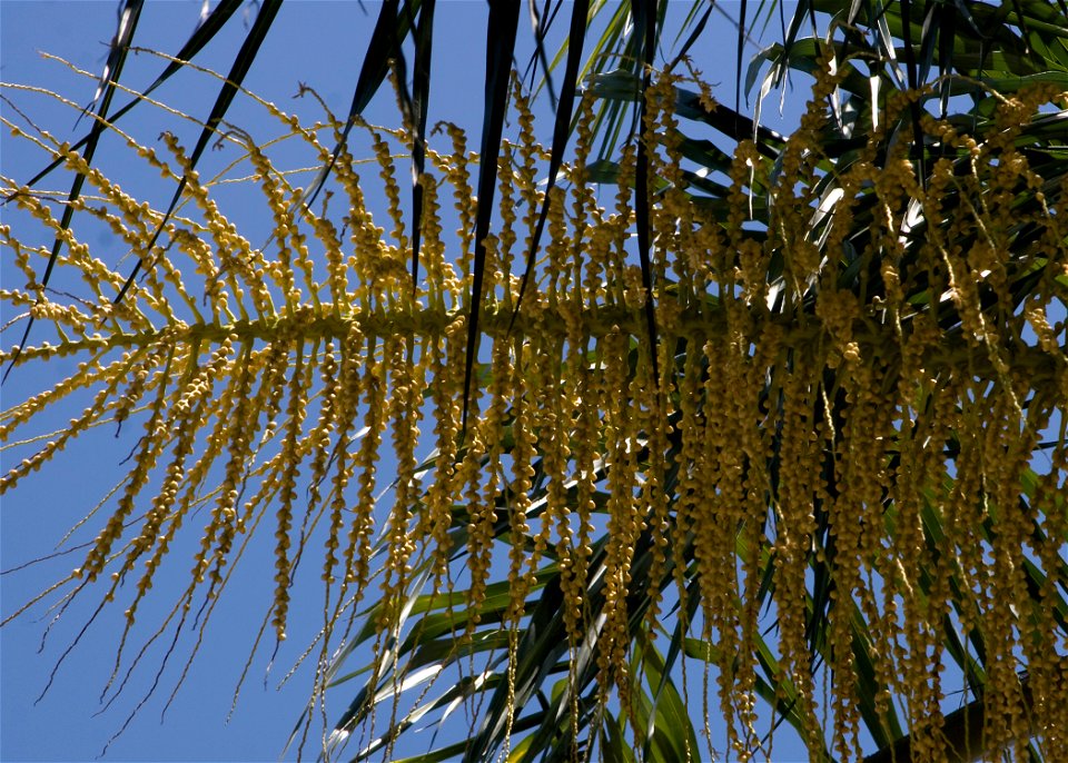 Syagrus romanzoffiana flowers