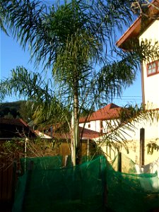 Foto de um espécime jovem de Gerivá ou Jerivá - Syagrus_romanzoffiana. Sul de Minas Gerais, Brasil