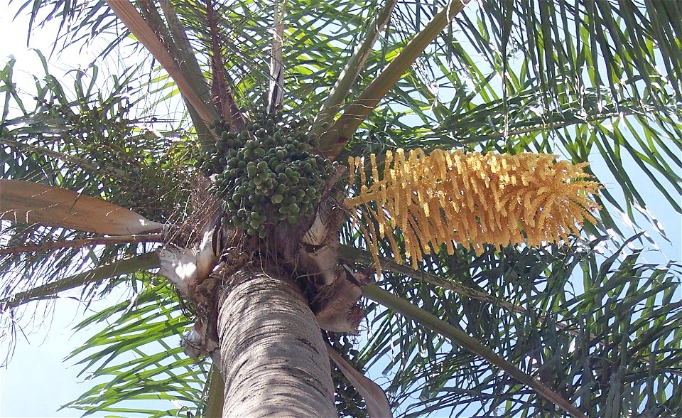 Syagrus romanzoffiana, or Queen palm, in flower and immature fruit.  Taken in Tampa, Fl near Ballast Point.