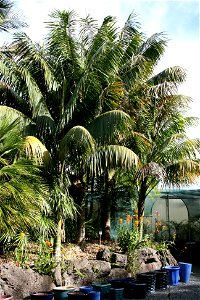 Howea forsteriana, a palm native to Lord Howe Island, growing in cultivation at Kerikeri, North Island, New Zealand.