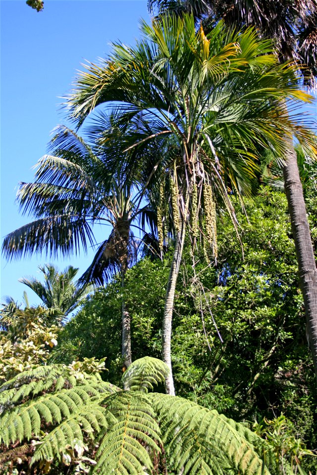 Howea forsteriana left, and Howea belmoreana centre, palms endemic to Lord Howe Island, growing in cultivation at the University of Auckland, New Zealand.