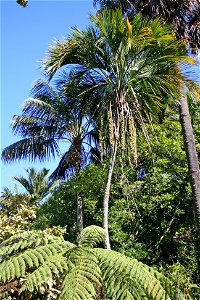 Howea forsteriana left, and Howea belmoreana centre, palms endemic to Lord Howe Island, growing in cultivation at the University of Auckland, New Zealand. photo
