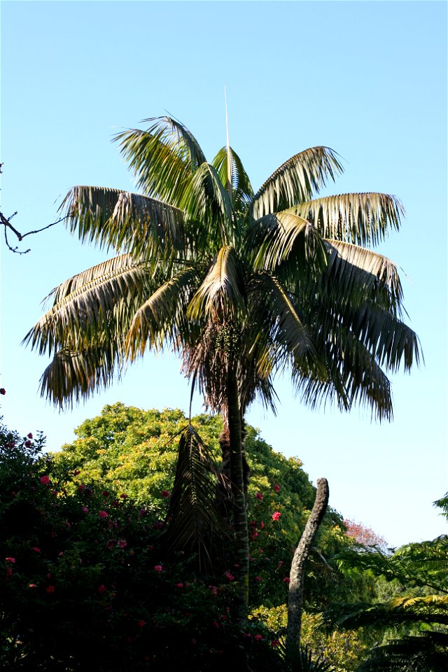 Howea forsteriana a palm endemic to Lord Howe Island, Australia, growing in cultivation at the University of Auckland, New Zealand.