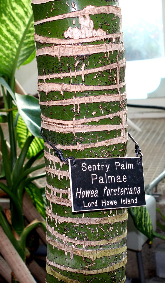 Howea forsteriana self made image. Taken of a plant grown under glass.