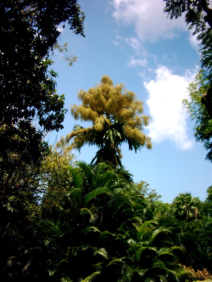 Un palmier talipot, dans le parc de Deshaies en Guadeloupe.
Il fleurit une seule fois dans sa vie avant de mourir.