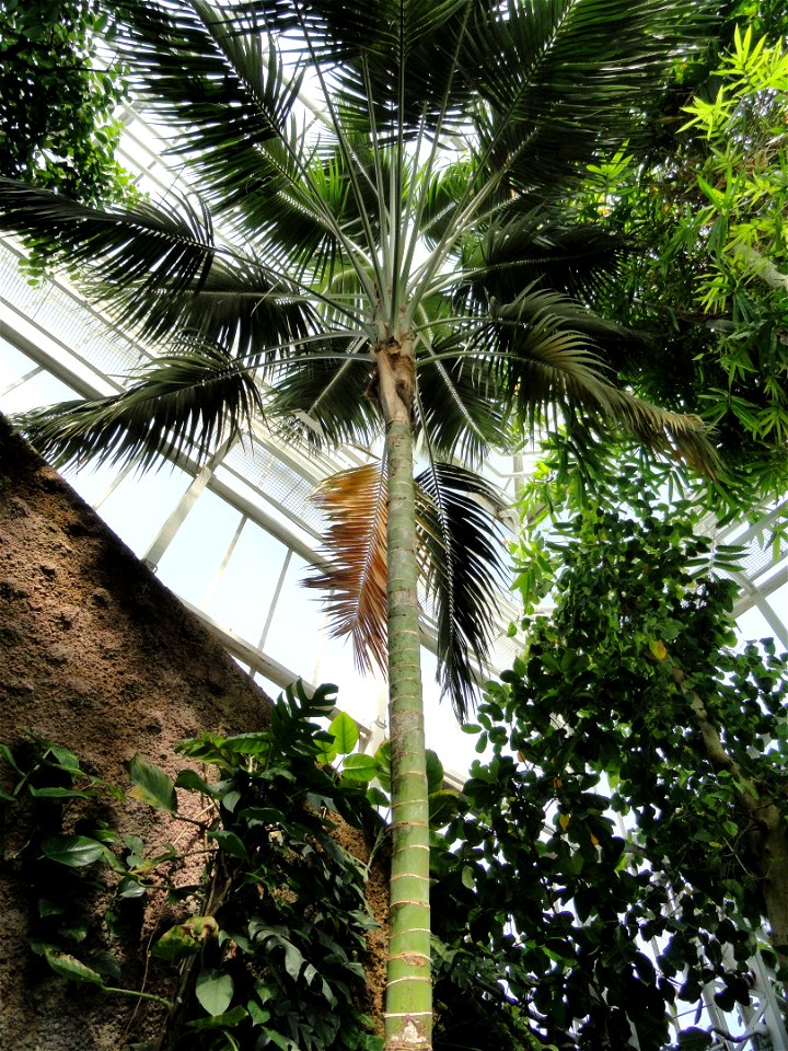 Howea forsteriana specimen in the Botanischer Garten München-Nymphenburg, Munich, Germany.