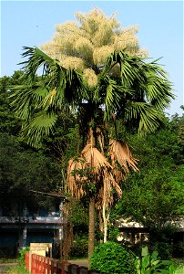 Corypha umbraculifera or Tail Pot Palm Flowering photo