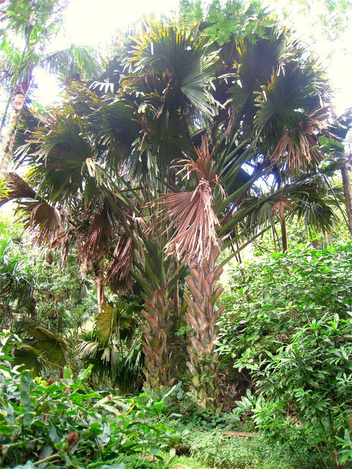 Corypha umbraculifera in Lyon Arboretum, Hawaii, USA.