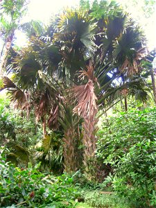 Corypha umbraculifera in Lyon Arboretum, Hawaii, USA. photo