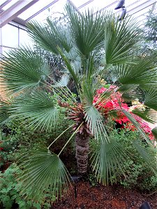 A photograph of Chamaerops humilis.