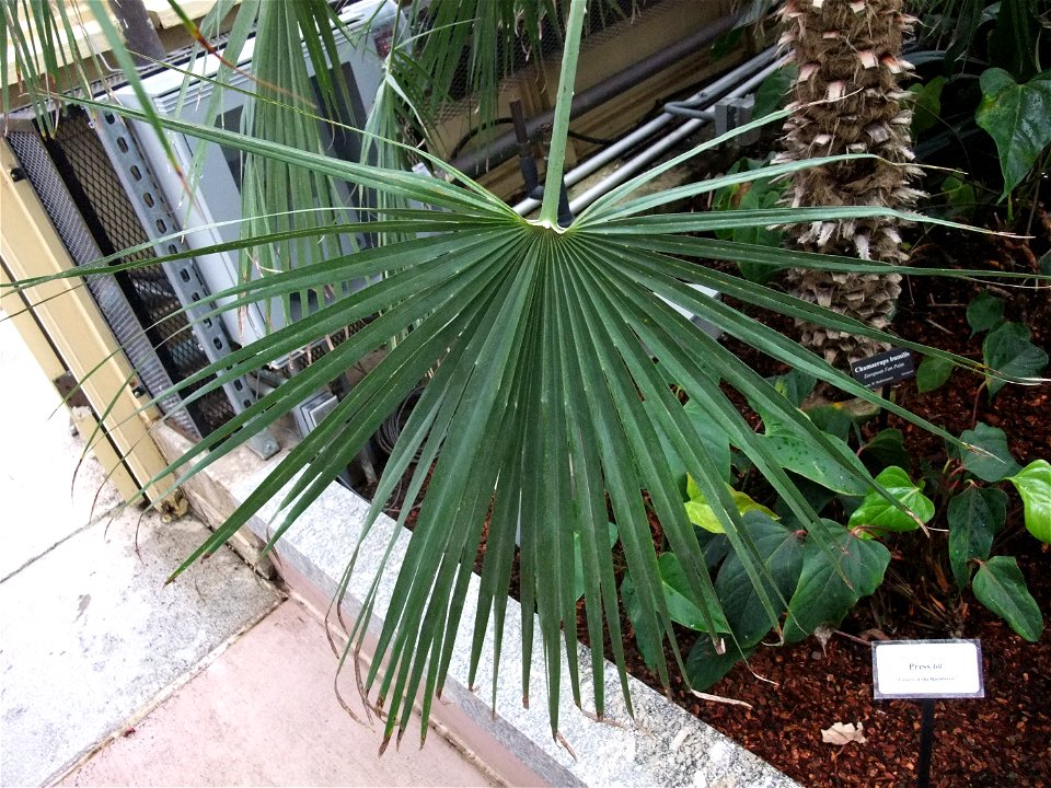 A photograph of a leaf from Chamaerops humilis.