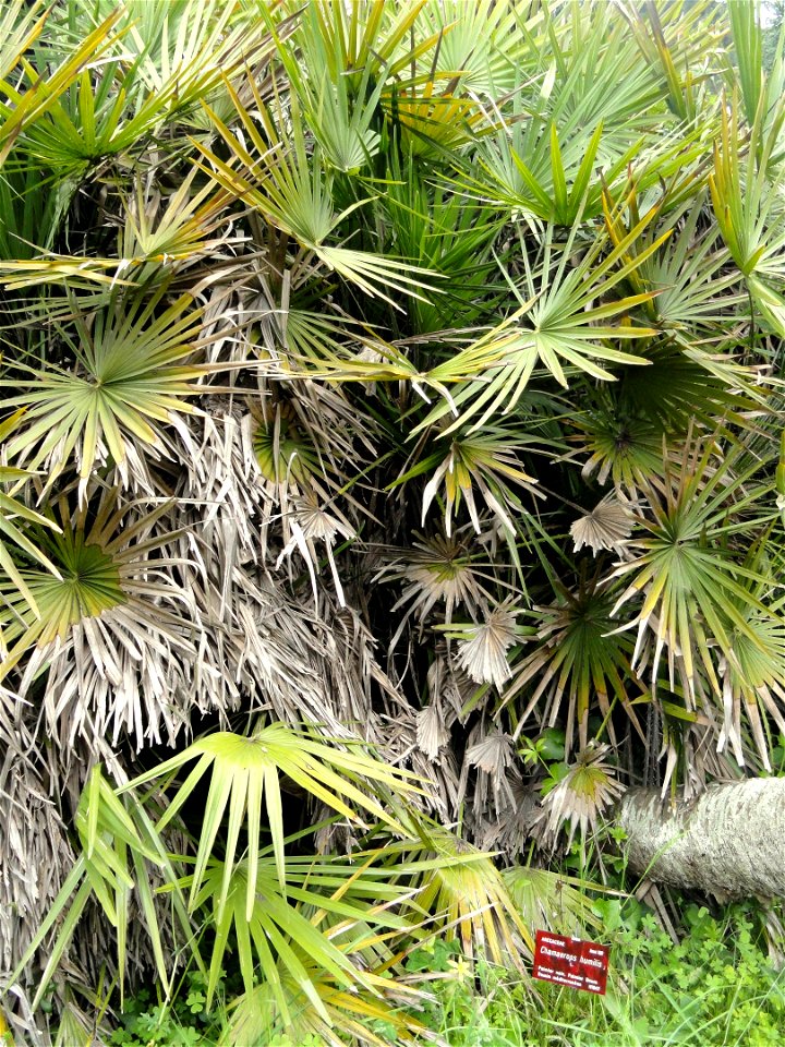 Chamaerops humilis specimen in the Jardin botanique de la Villa Thuret, Antibes Juan-les-Pins, Alpes-Maritimes,France.