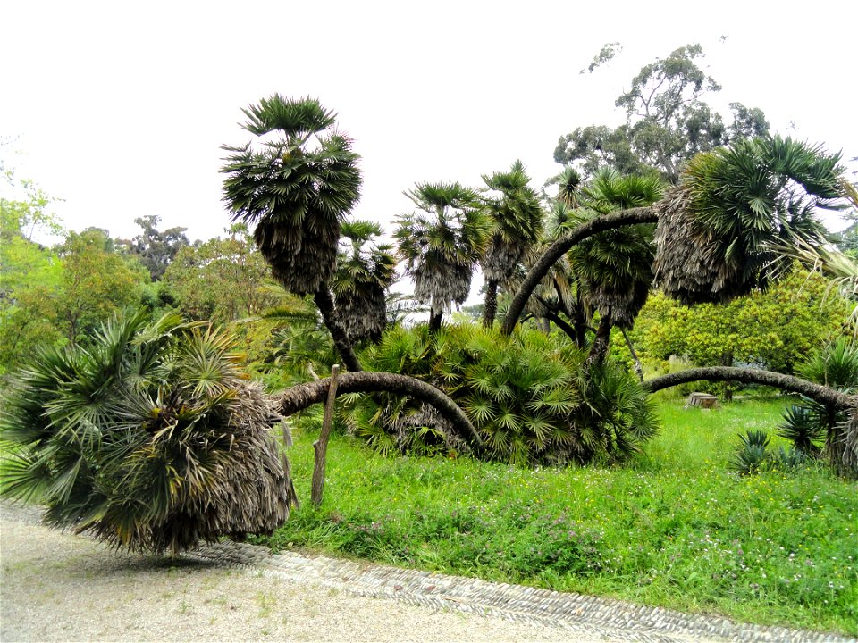 Chamaerops humilis specimen in the Jardin botanique de la Villa Thuret, Antibes Juan-les-Pins, Alpes-Maritimes,France.