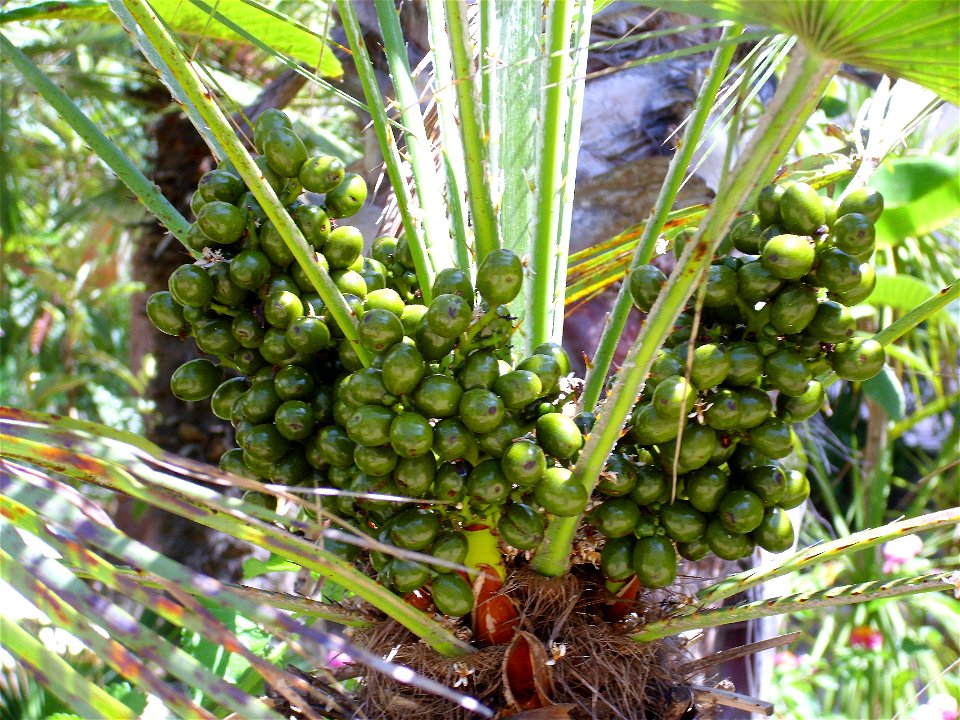 Chamaerops humilis fruits close up, Torrelamata, Torrevieja, Alicante, Spain