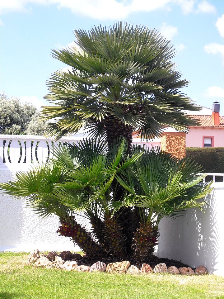 Margalló podat a la primavera