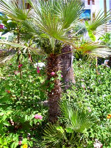 Chamaerops humilis habit, Torrelamata, Torrevieja, Alicante, Spain