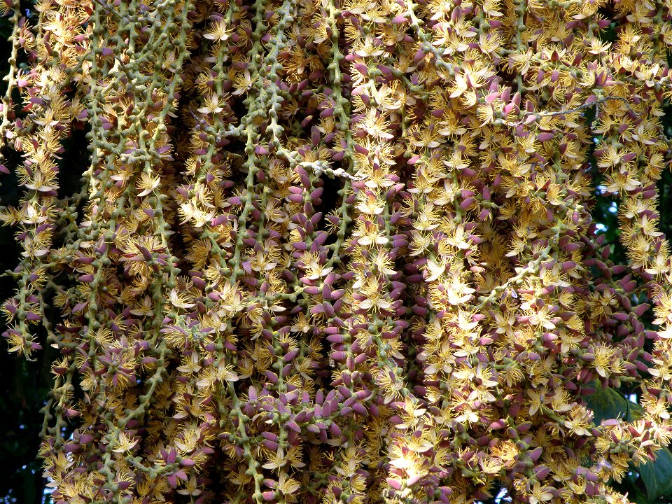 Flora of Caryota Urens seen infrequently in this way.